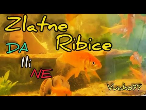 Video: Kako Zadržati Zlatnu Ribicu U Okruglom Akvariju