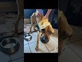 This is an unbelievable transformation! Do you remember Juju... #love #shorts #viral #adoptdontshop