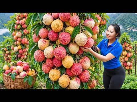 Life in the High Mountains | Chicken Cooking, Harvesting Wild Lychees & Selling at Rural Market