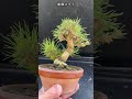 足元を使いたい黒松 #short #shorts #盆栽 #bonsai