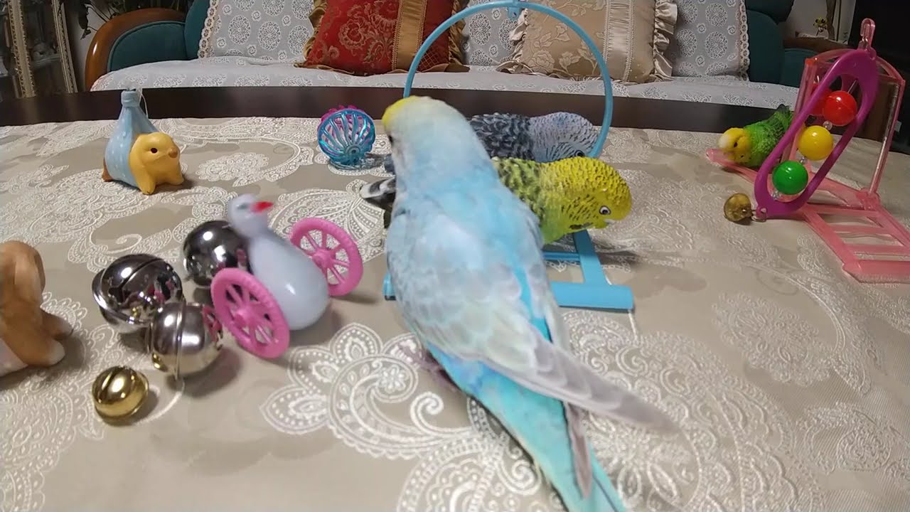 セキセイインコのイコロ～おもちゃで遊ぶ☆