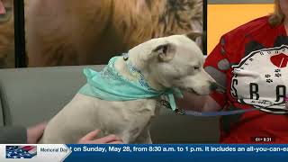 2nd Chance Pet: Wilson
