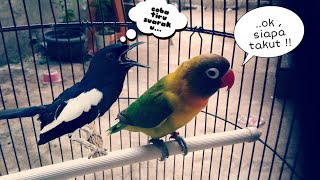 LOVEBIRD NGEKEK IS KACER !! (watch until it's finished)