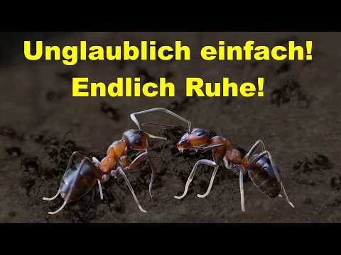 Ameisen bekämpfen ohne Chemie: Einfaches Hausmittel gegen Ameisen