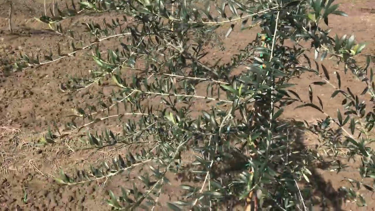 ARBEQUİNA (ARBEQÜNA)BAKIR AMONYUM SÜLFAT VE TABAN GÜBRESİ UYGULAMA VE KOBLE SİSTEMİ BUDAMA DENEMESİ