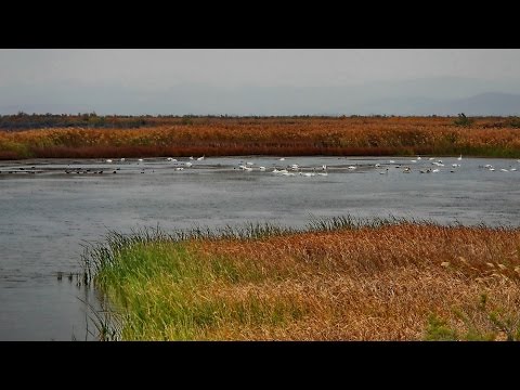 Evros Delta Greece