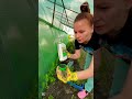 Помидоры в открытом грунте с минимальным уходом, подробно в комментариях 👇