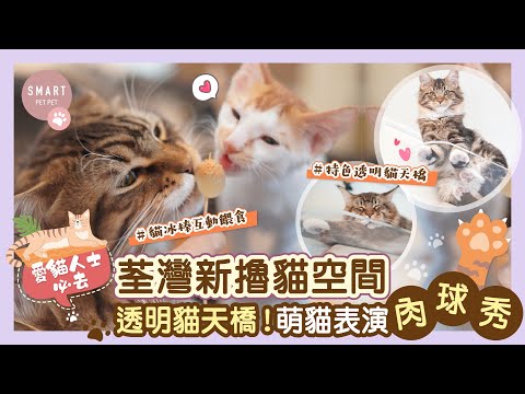 【荃灣新擼貓空間🐱特色透明天橋！可愛貓店長輪流表現「肉球秀」】