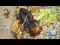 Scorpion feeding Video #10 ~ AMBUSH !!! (feat. Hera)