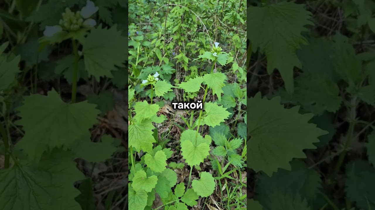 Гниющие раны?