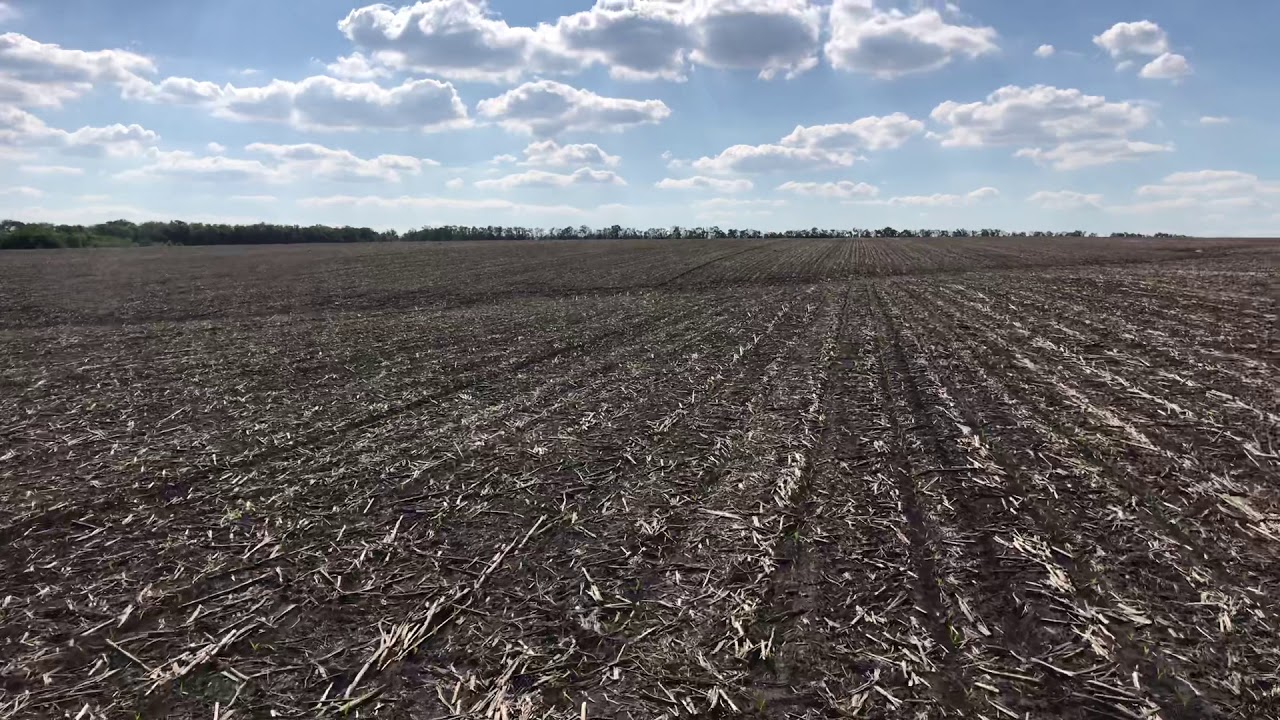 Кукуруза зерновая по подсолнечнику 28.05.19 - YouTube