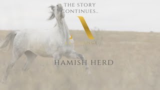 Hamish Herd Art Lounge International Pegasus II