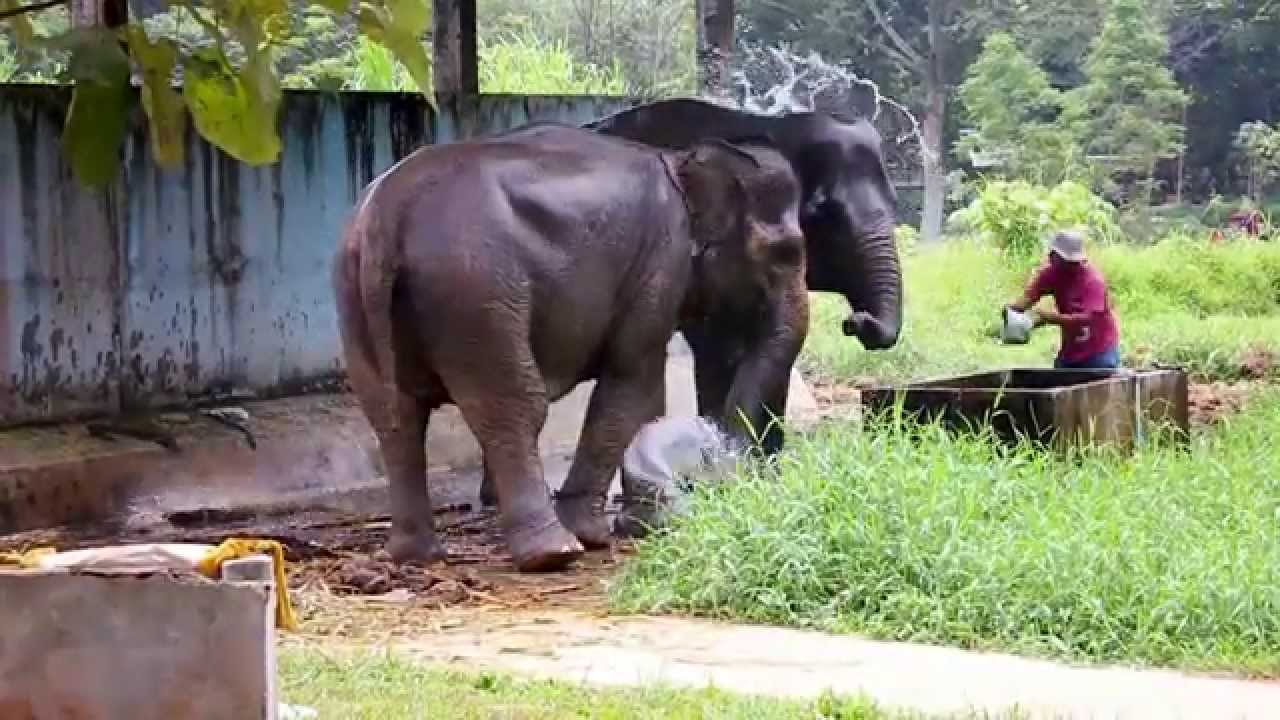 kebun binatang simalingkar