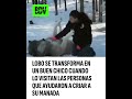 LOBO se transforma en un buen chico cuando lo visita las personas que ayudaron a criar a su FAMILIA