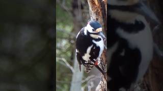 GREAT SPOTTED WOODPECKER AND BULLFINCH, FLAGGSPETT OG DOMPAP. NORWAY. NORGE  APRIL 26.