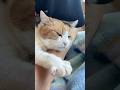 【三毛猫】落ち着く場所なミケ