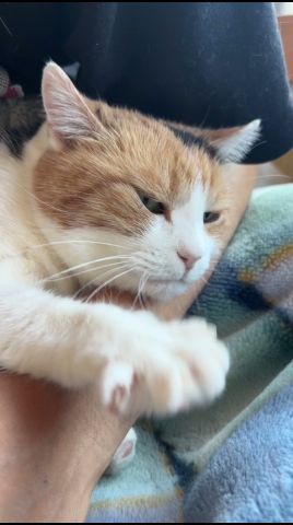 【三毛猫】落ち着く場所なミケ