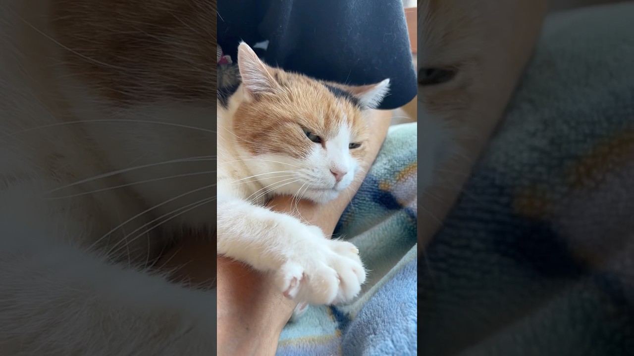 【三毛猫】落ち着く場所なミケ