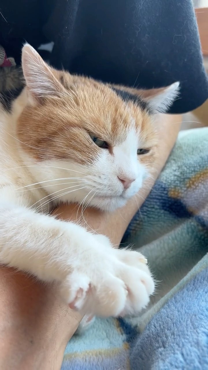 三毛猫】落ち着く場所なミケ - YouTube