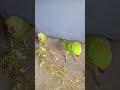 Parrot Talkingparot Birds Nonstoptalkingparrot Talkingbird Cute