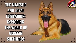 German Shepherd: Discover The Incredible Traits Of A Popular Breed! by Fantastic animals 41 views 10 months ago 6 minutes, 51 seconds