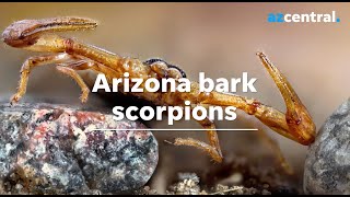 Can an Arizona bark scorpion kill you? Here are the facts
