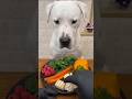 Owner Feeds Slowly & Dog Waits Like a King 👑🐶 #dog #cat #eatingchallenge #pets #food