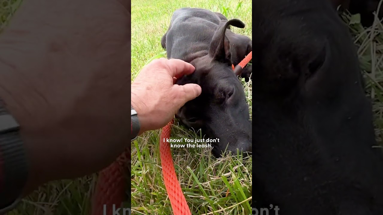 Stray Puppy Rescued From Abandoned Building | The Dodo