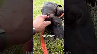 Stray Puppy Rescued From Abandoned Building The Dodo