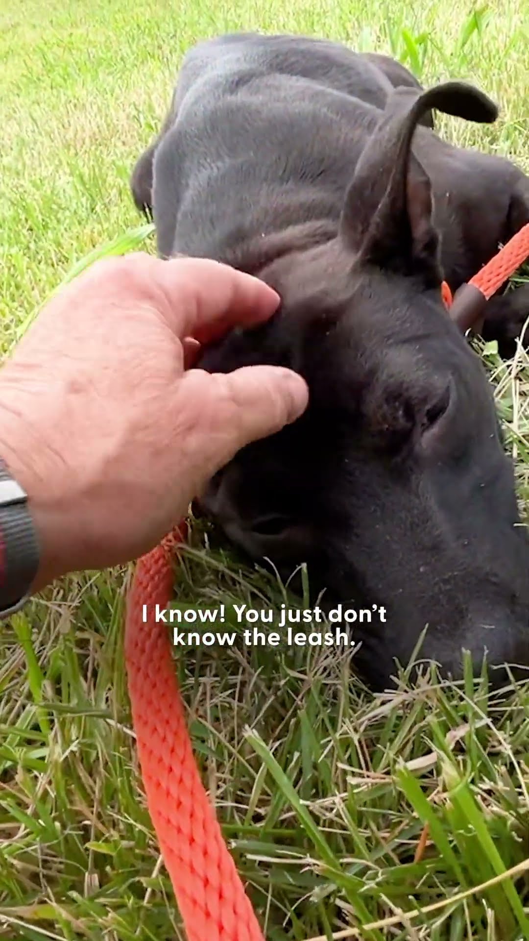 Stray Puppy Rescued From Abandoned Building | The Dodo