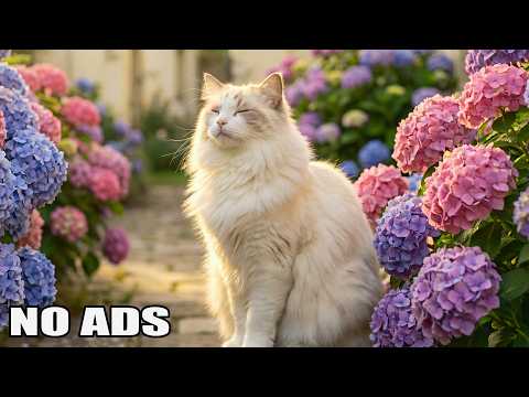 Cat Relaxation Music 🌙 Gentle Sounds to Help Your Cat Feel Safe and Calm