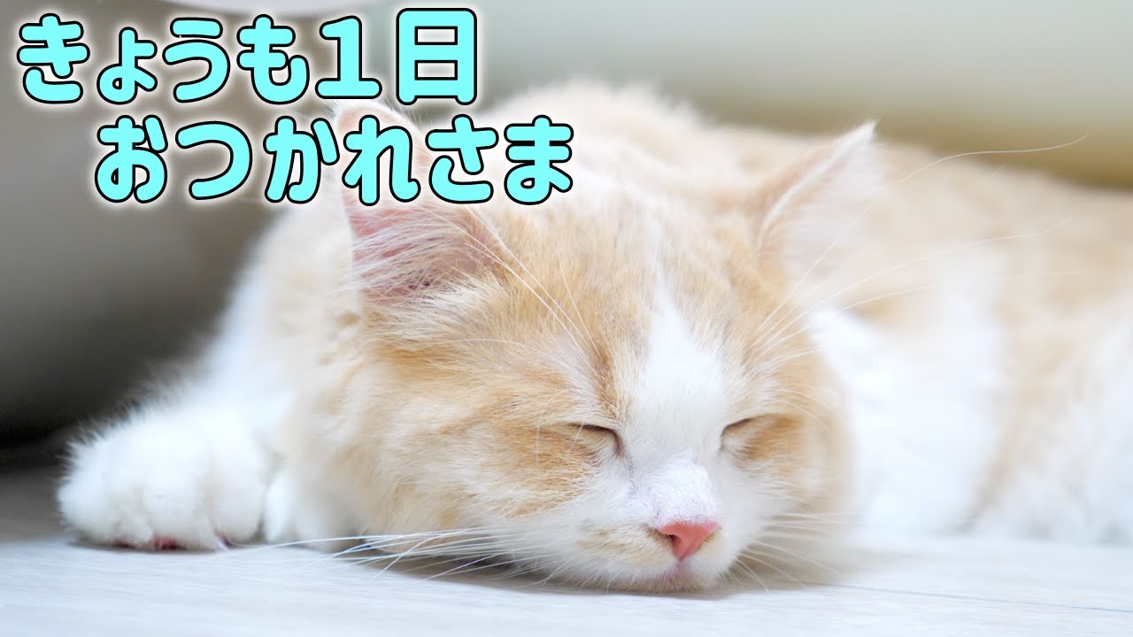 月曜日 お仕事学校お疲れ様です もち猫で癒しを サイベリアン Youtube