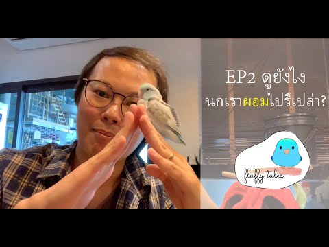 Fluffy Tales: EP2 ดูยังไงว่านกเราผอมไปรึเปล่า
