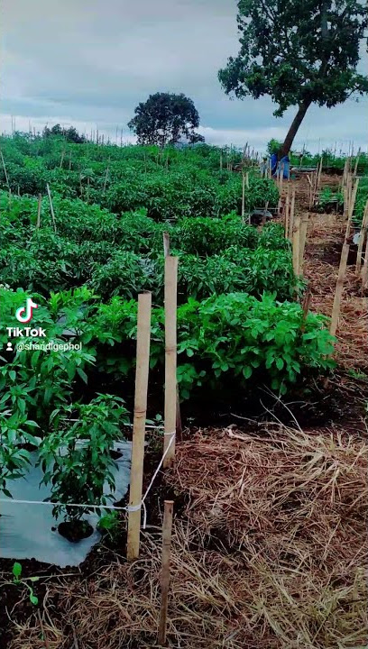 TUMPANG SARI PETANI KARO JUMA KENJULU KAB. KARO KUBU SIMBELANG