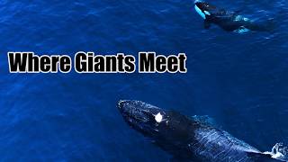 The Sea of Cortez — Where Giants Meet