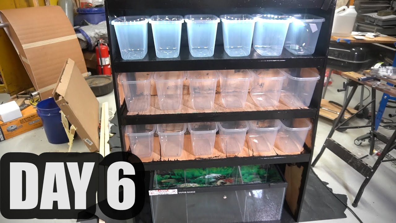 Lazy Day and Betta Rack Update - YouTube