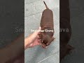 Givava Puppy Doglife Dog Dogshorts Dogvideos Animals