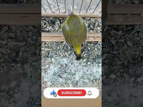 طائر الخضري لن تصدق قوى وروعة التغريد