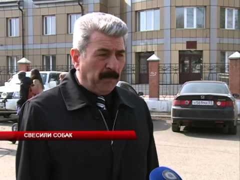 Свесили собак