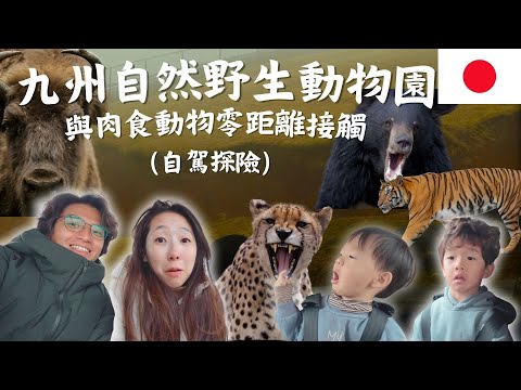 與獅子獵豹零距離接觸！日本九州自然野生動物園&自駕探險超刺激！Vlog全記錄｜鷹式一家 #九州自由行 #日本旅遊 #親子旅遊