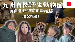 與獅子獵豹零距離接觸！日本九州自然野生動物園&自駕探險超刺激！Vlog全記錄｜鷹式一家 #九州自由行 #日本旅遊 #親子旅遊