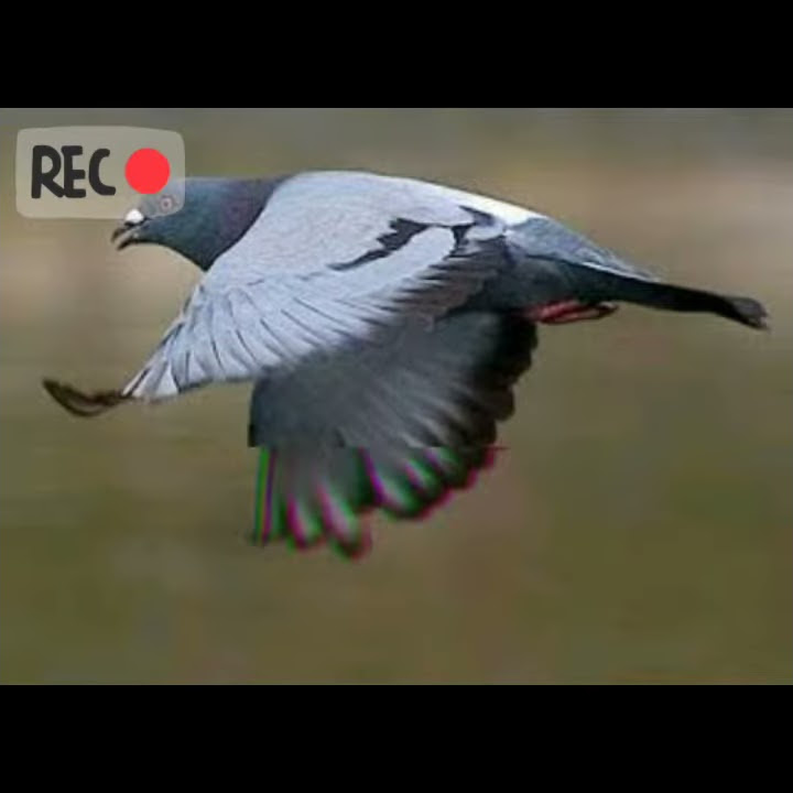 Cocok story wa merpati#ala merpati desa
