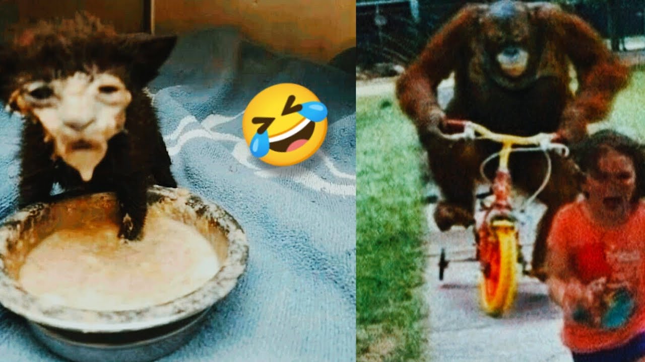 New Random Funny and Fail Videos 2023 😂 Cutest People Doing Funny ...