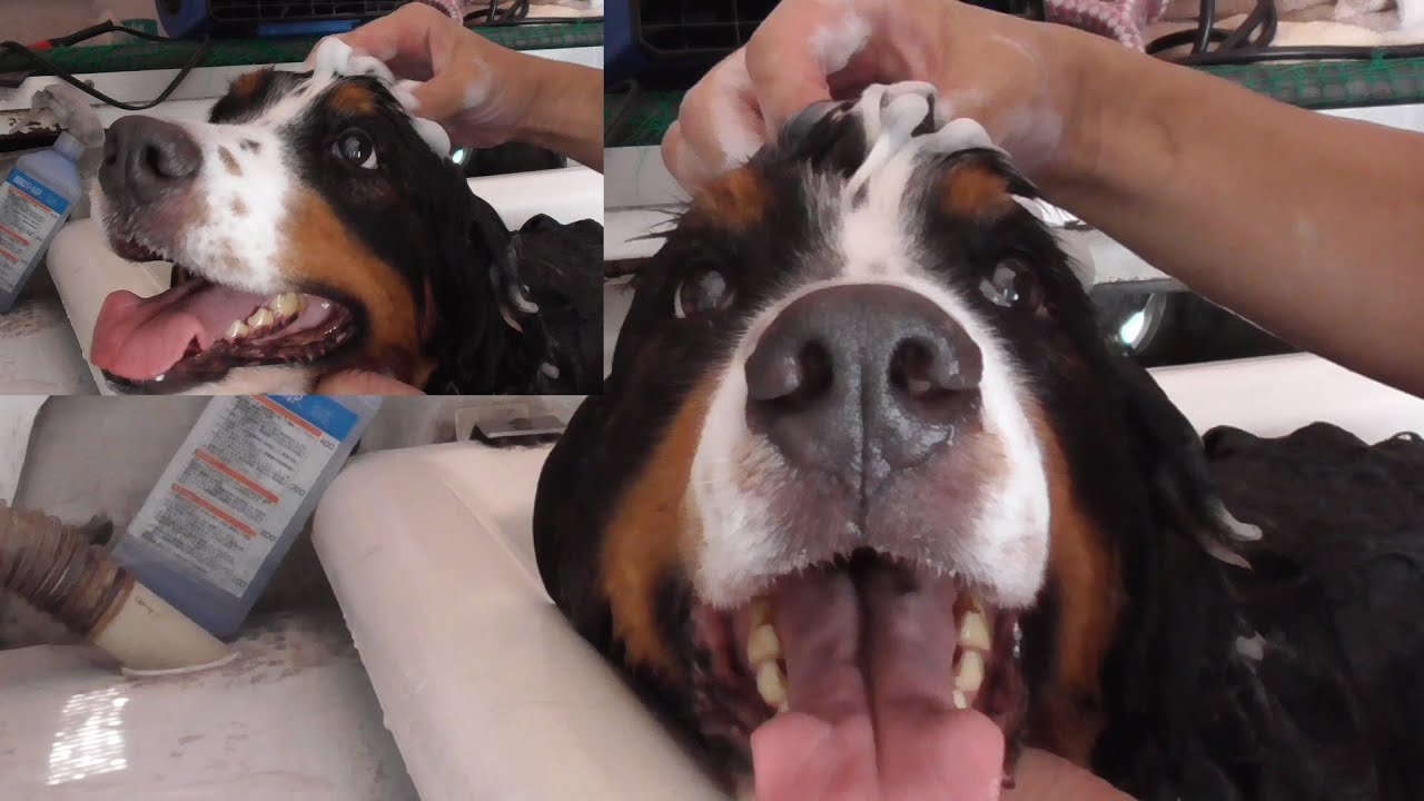 【Dog shampoo】バーニーズマウンテンドッグむうかちゃんのシャンプーです！【大型犬のシャンプー】【Bernese Mountain