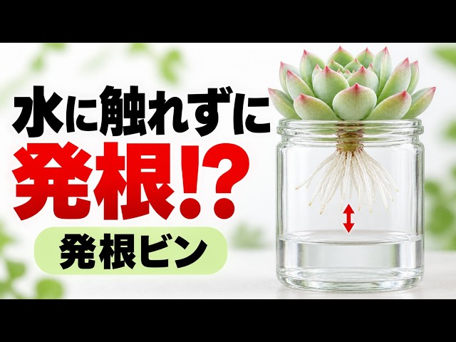 音で学ぶ】カット苗は発根ビンで爆速発根！これで冬も安心 - YouTube