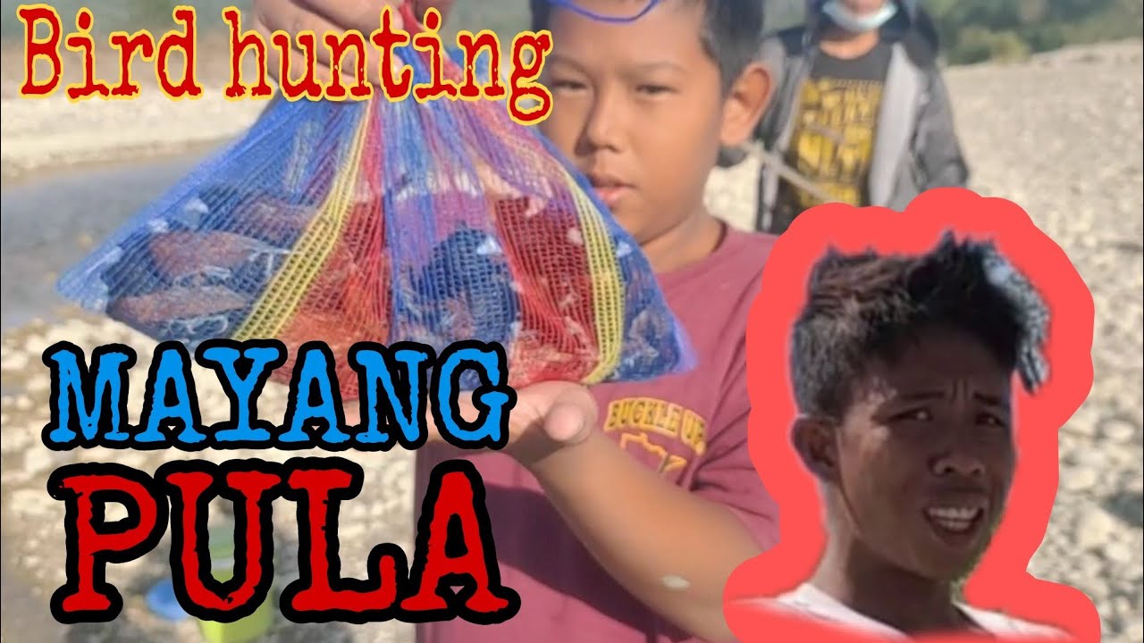 Mayang Pula Scientific Name Mayang Pula Scientific Name