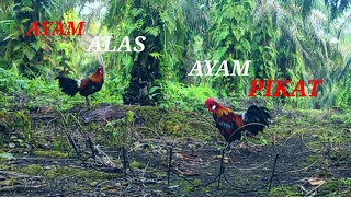 MIKAT Ayam Hutan ini sampai BERDEBAR-DEBAR