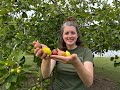 Tour the Five LSU AgCenter Fig Varieties| LSU Purple, LSU Gold, Tiger, Champagne &amp; O&#39;Rourke
