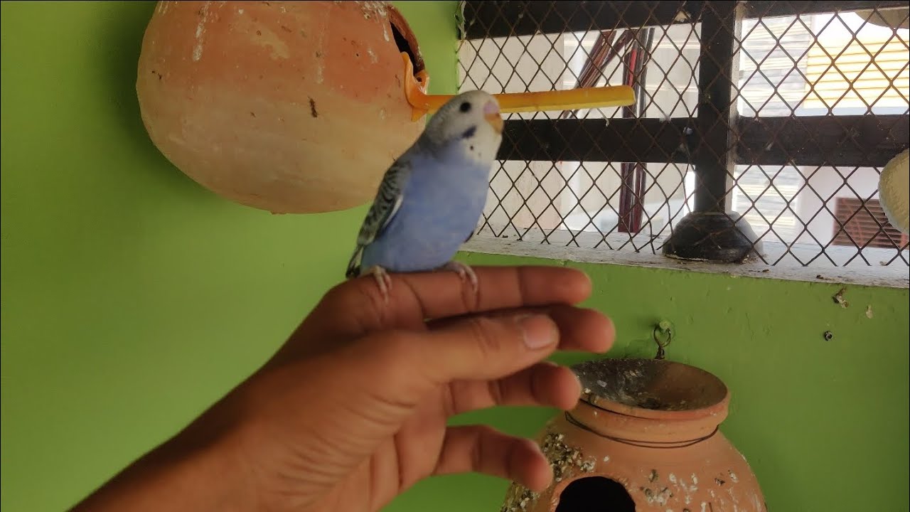 DAY 60🦜🐦@ansarak7747 MASHALLAH first babe a gaya😍🥲 #birds #budgies #lovebirds #parrot #minivlog