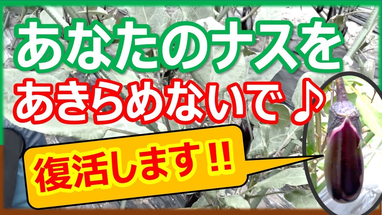 そろそろ終了？いえいえ、まだまだ復活します！♫あなたのナスを